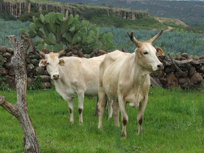 Vacas